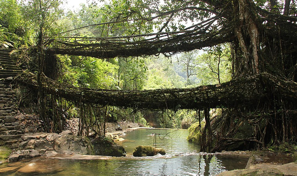 The Living Architecture of Meghalaya: Growing Bridges in the Clouds